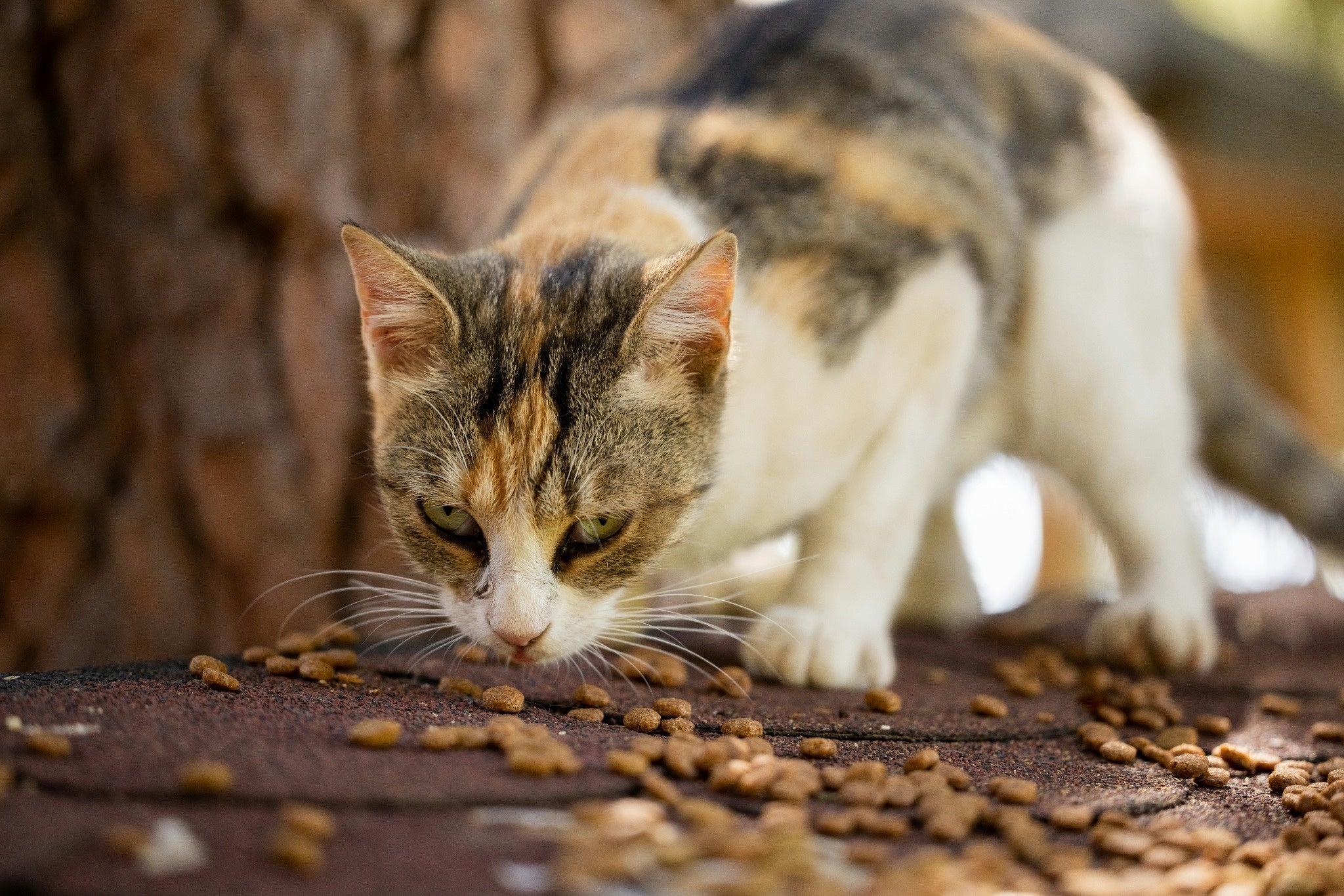Chocolate Toxicity in Cats