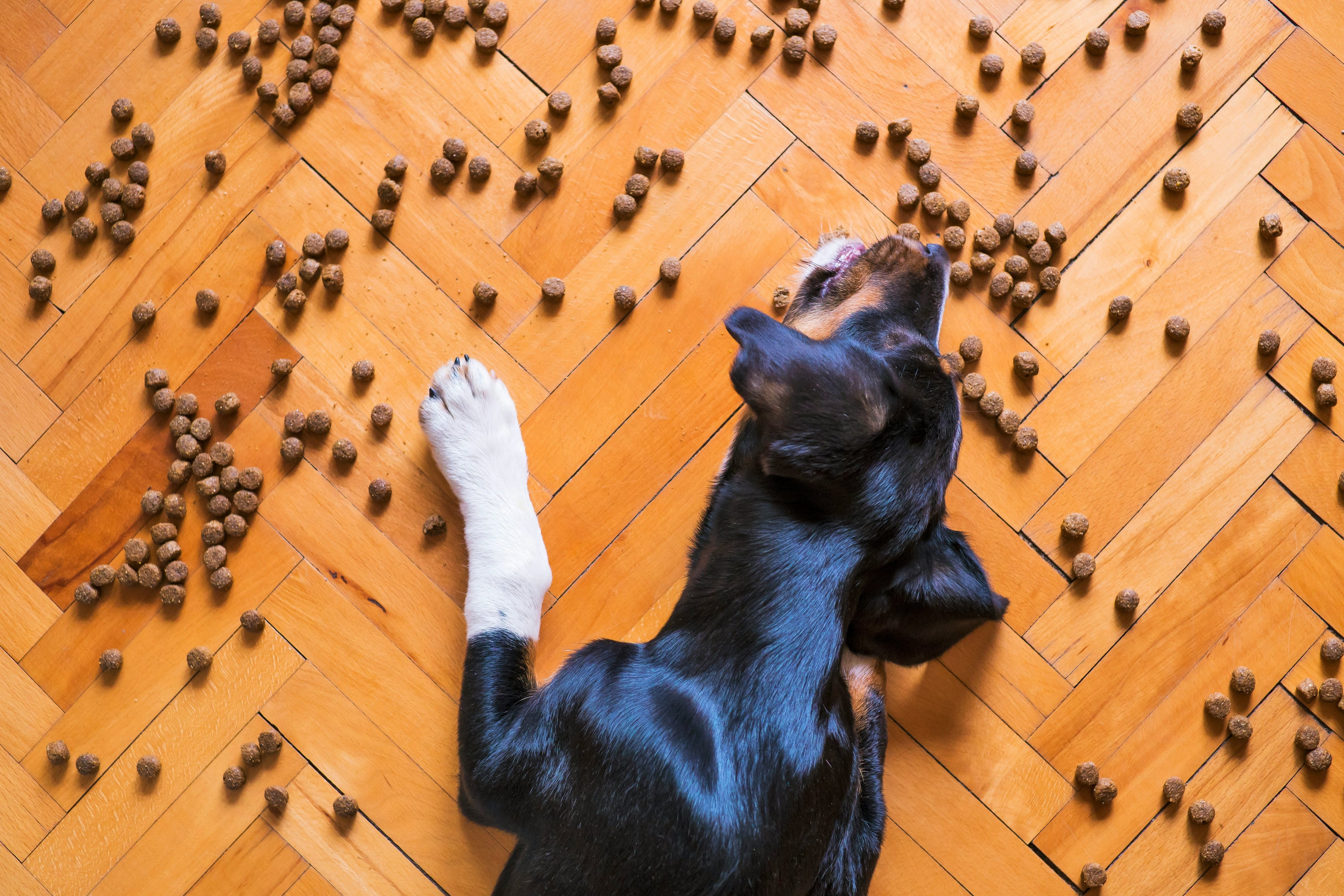 Chocolate Toxicity in Dogs