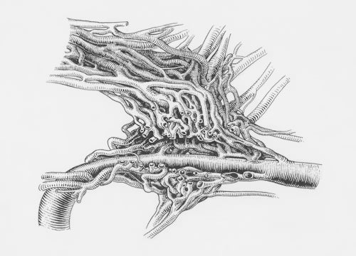 What is lungworm?